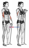 Band reverse curl