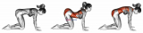 Cat pose