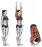 Hands to Feet Pada Hastasana