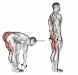 Band straight leg deadlift