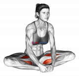 Seated Groin Stretch
