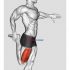 Barbell Hip Thrust