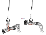 Suspension Bent knee Inverted Row