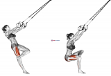 Obliques, Quadriceps, Tensor Fasciae Latae