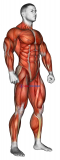 Body muscle. Side front view (male)