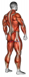 Body muscle. Side back view (male)