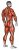 Body muscle. Side back view (male)