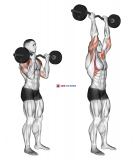 EZ-Bar Standing Overhead Press
