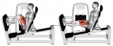 Lever Seated Squat