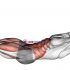 Lying Leg Raise and Hold