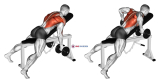 Dumbbell Reverse Grip Incline Bench Two Arm Row