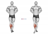 Ankle Circles
