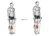 Band Two Legs Calf Raise – (Band under both legs) VERSION 2