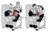 Lever Seated Crunch