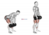 Dumbbell Romanian Deadlift
