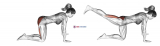 Straight Leg Kickback (kneeling)
