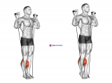 Band Calf Raise (Version 3)