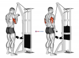 Cable Reverse Grip Triceps Pushdown (SZ-bar)