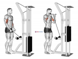 Cable Reverse Grip Biceps Curl (SZ-bar)
