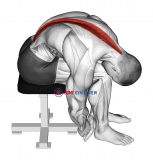 Seated Lower Trunk Extensor Lateral Flexor Stretch