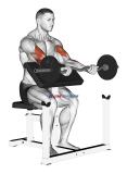 Ez Bar Preacher Arms Stretch