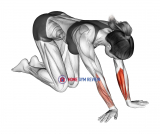 Wrist Radial Deviator And Flexor Stretch