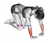 Wrist Ulnar Deviator And Flexor Stretch