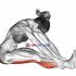 Single Leg Bridge with Outstretched Leg