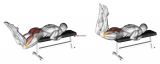 Resistance Band Reverse Hyperextension