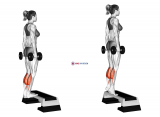 Dumbbell Standing Calf Raise (female)