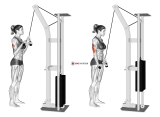 Cable Triceps Pushdown (V bar) (female)