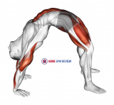 Bridge Pose Yoga Stretch