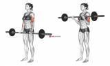 Barbell Curl (female)