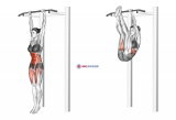 Hanging Straight Leg Hip Raise (female)