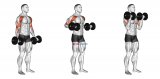 Dumbbell Drag Bicep Curl