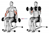 Dumbbell Seated Reverse Grip Biceps Curl