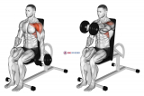 Dumbbell Seated One Arm Front Raise
