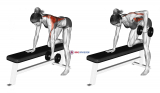Dumbbell Rear Delt Row (female)
