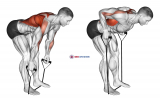 Band Bent Over row (male)